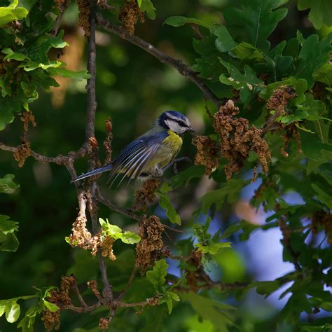 Japanese Small Tit Photos, Download The BEST Free Japanese Small Tit ...