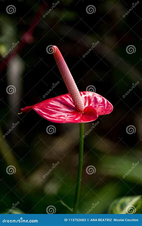 Red peace lily stock image. Image of temperaturesni - 113752683