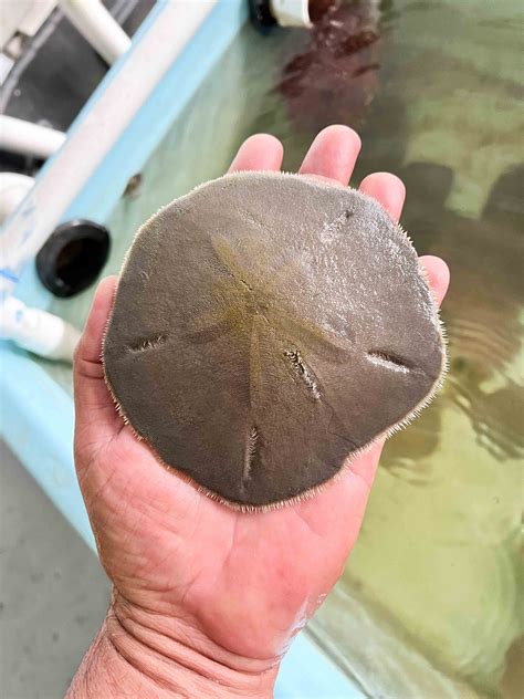 Live Sand Dollars for sale.