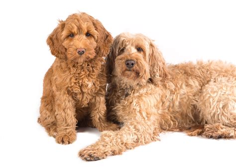Life Expectancy Australian Labradoodle at William Jennings blog