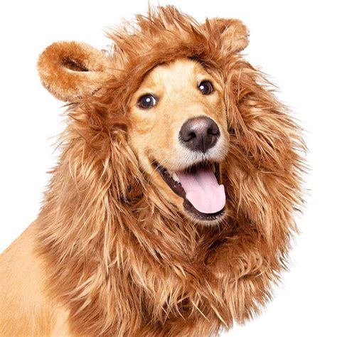 25+ Halloween Costumes for Golden Retrievers (& Labs, too!) - Hey ...