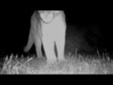 Mountain Lion Screaming | Jukin Media Inc