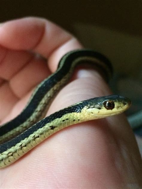 A sweet baby Eastern Garter Snake smiling for the camera : r/herpetology