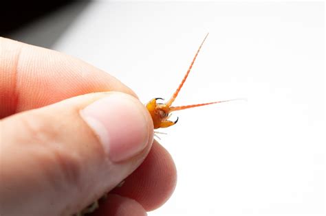 Giant Redheaded Centipedes Are Venom Mixologists - The New York Times