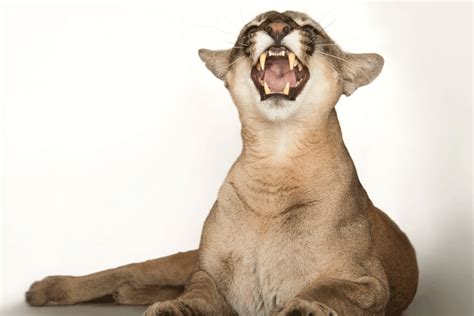 Do Mountain Lions Scream To Lure Humans at Elizabeth Jessen blog