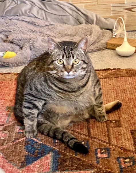 Absolute Unit of my sister’s 3-legged cat : r/AbsoluteUnits