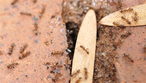 Argentine Ant Facts | Argentine Ant Control | TERRO®