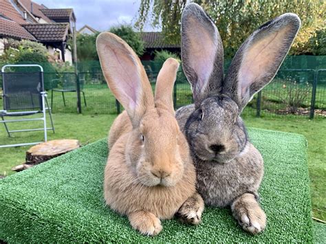 Giant Bunny Breeds: Adorable Flemish Giants