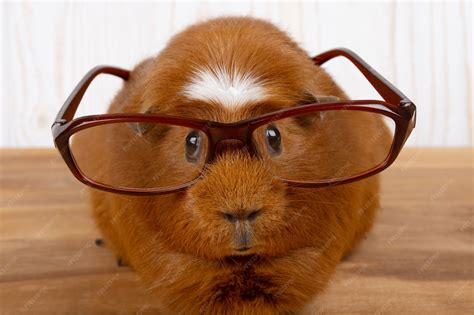 Guinea Pig Funny