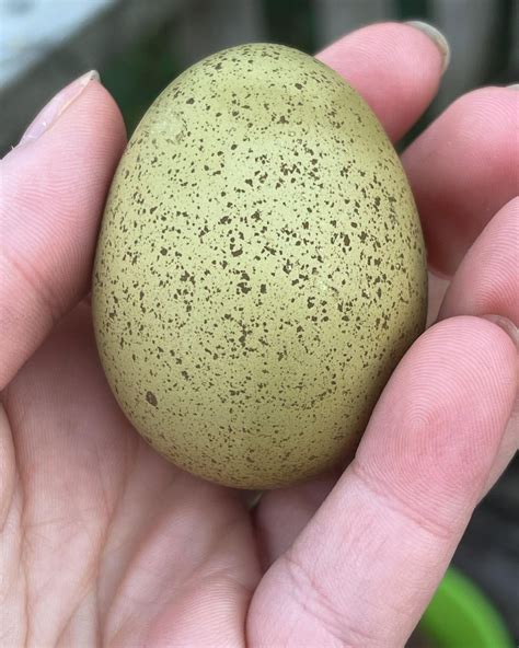 this is the prettiest egg I’ve ever gotten from my girls : r ...