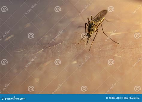 Mosquito Eats Blood On Human Skin. The Concept Of Blood-sucking Insects ...