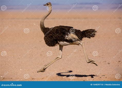 Two Frightened Thick Ostriches Running With High Speed Along The Road In Namibia Desert Stock ...