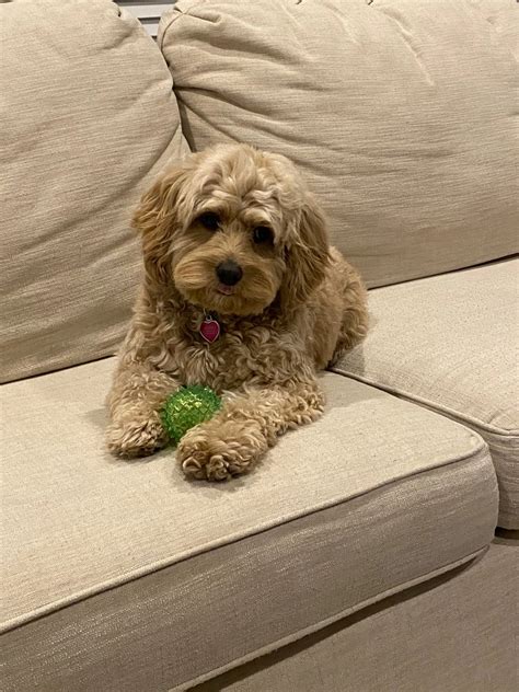 Full Grown Miniature Cockapoo