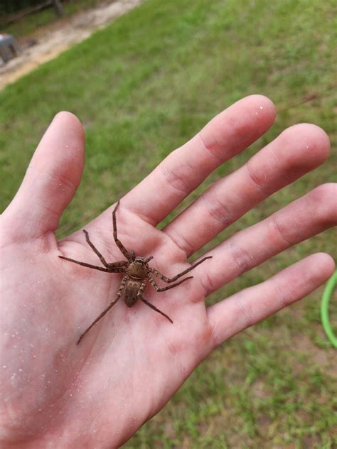Pretty pantropical huntsman I found inside my house, was jumping all ...