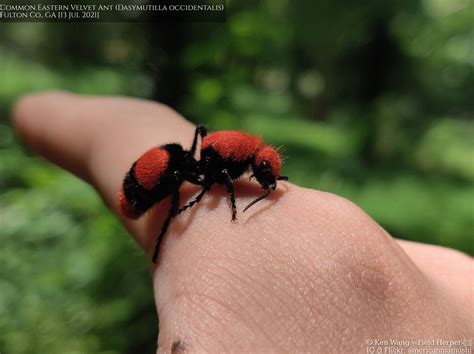 Cow Killer Ant Size Cow Killer