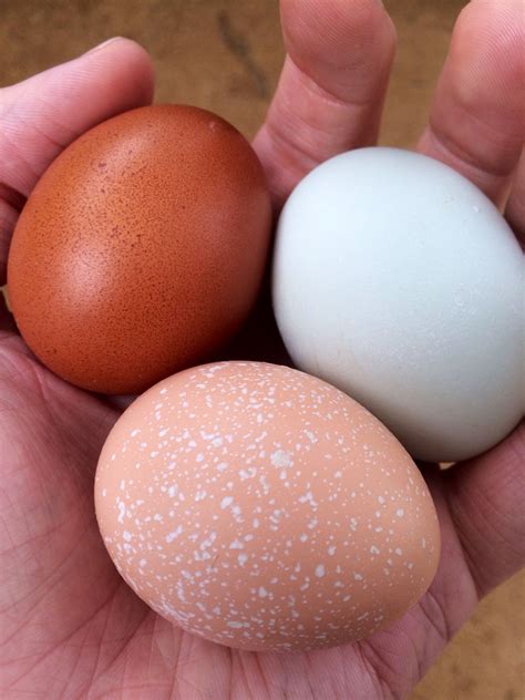 Speckled Sussex, Cuckoo Marans and "Easter Egger" eggs | Chicken for ...