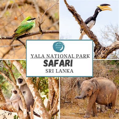 Yala National Park Why Yala National Park Is Sri Lanka's Top Spot To