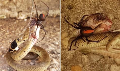 Black Widow Spider Eating Snake Black Widow Spider | Weird N' Wild