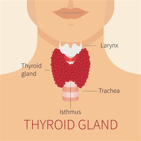 Anatomy Lab: The Thyroid Gland