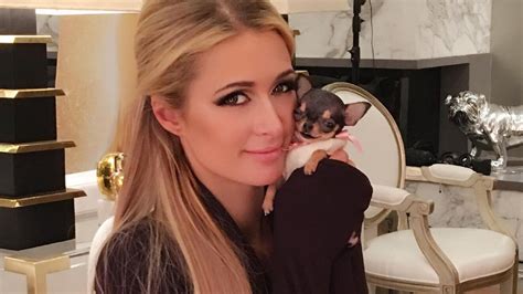 (W)Uff! Paris Hiltons Chihuahua-Welpe kostet 8.000 Dollar | Promiflash.de