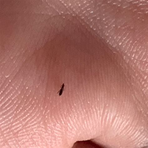 Tiny Black Flies In Home? | ThriftyFun