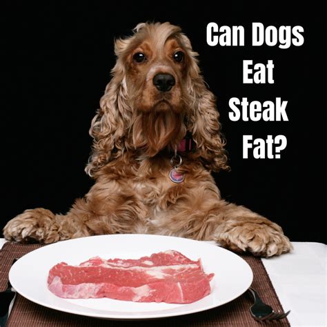 What Meat Can Dogs Eat