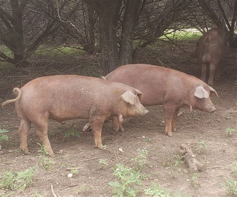Red Wattle Pigs Plus .Org Breed Standards, Ideals and Registration ...