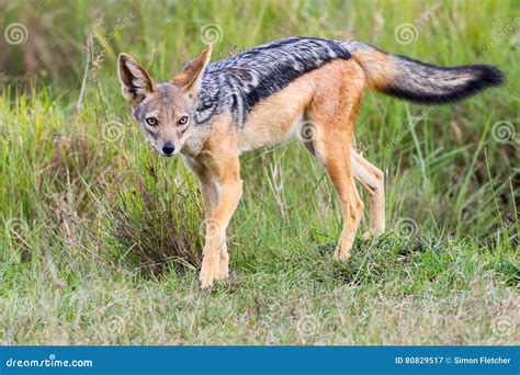 Black Backed Jackal Posing in Masai Mara Stock Image - Image of eyes ...