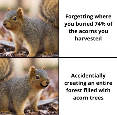 I love squirrel memes! : r/squirrels