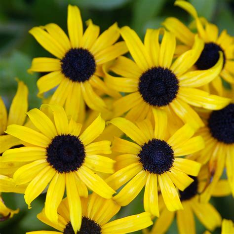 American Gold Rush - National Garden Bureau | Trendy plants, Black eyed ...