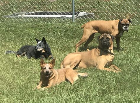 Veterinary Boarding - Day Care - Training in Middleburg & Orange Park ...