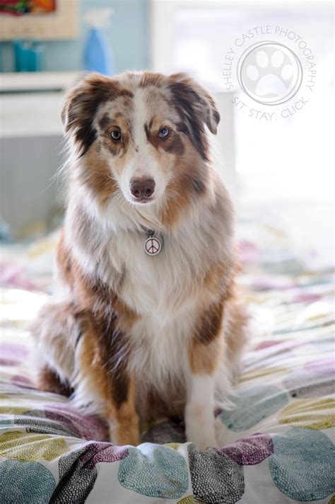 Red Merle Aussie Puppy at Declan Goodisson blog