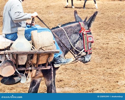 Spanish with Burden, Andalusia, Spain Stock Image - Image of sand ...