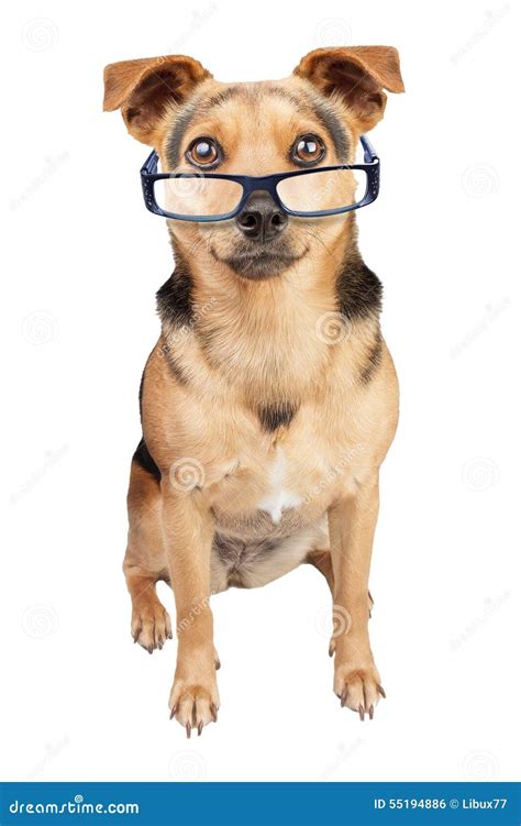Dog Spectacles Small Fawn Isolated Stock Photo - Image of learning ...