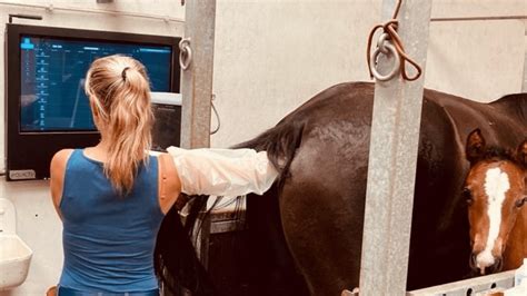 Horse Reproductive System