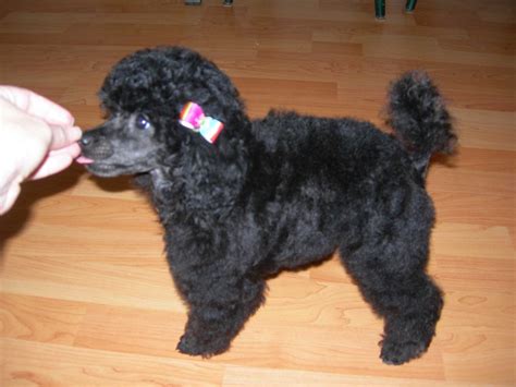 Cute Black Toy Poodles