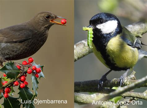 New Publication: Do birds connect different ecosystem services in croplands? – Biodiversity and ...