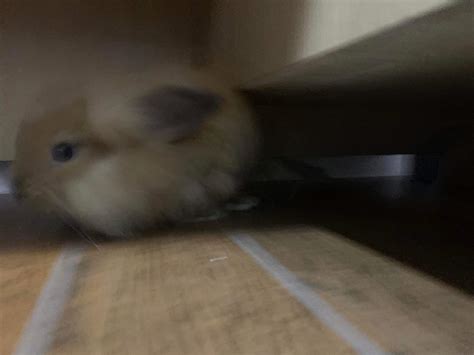 for people who had a sassy bunny, did u manage to make them cuddly? if so, how? im having ...