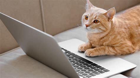 Humane Society of Boulder Valley – Creating Healthy Relationships ...