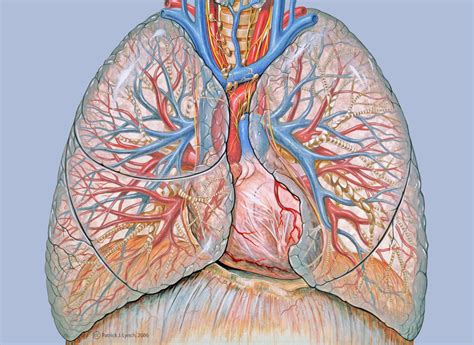 Anatomy of thorax - DocCheck