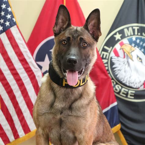 Mt. Juliet’s New Police Dog, Majlo, Trained & Ready to Serve – Mt ...