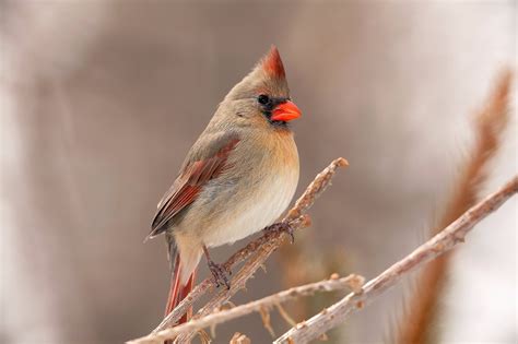 Northern Cardinal Sound