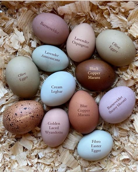 Amazing natural egg color from various breeds of chickens. in 2025 ...
