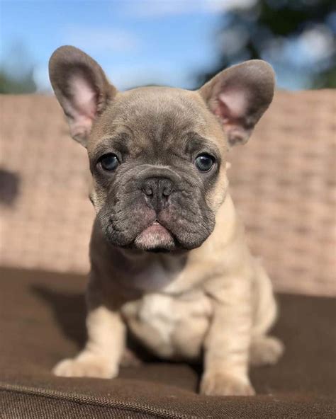 [100+] French Bulldog Pictures | Wallpapers.com