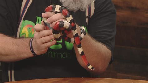 Mr. Drew brings his animals to the 207 studio | newscentermaine.com