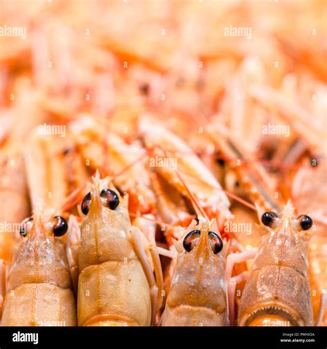 Prawn is a common name for small aquatic crustaceans with an ...
