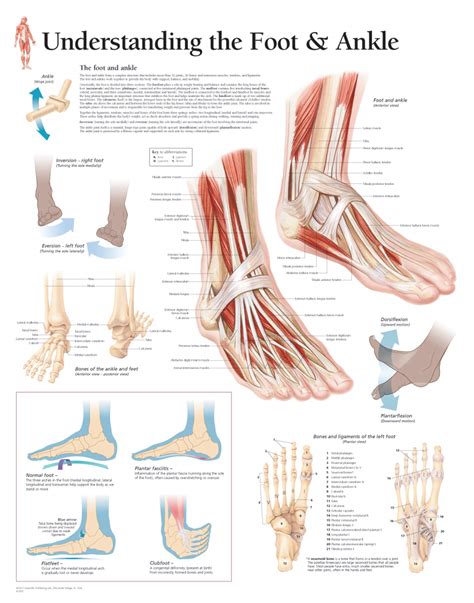Understanding the Foot & Ankle - Scientific Publishing