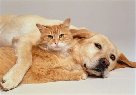 Download Funny Dog And Orange Cat Cuddle Picture | Wallpapers.com