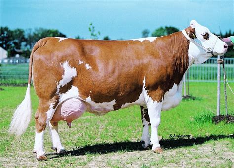 Dairy Cow Breeds - Large Brown and White Cow on Green Field