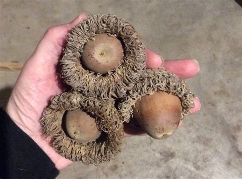 Lot of 12 Natural Burr Oak Acorns XL Large Acorns with Caps | Etsy